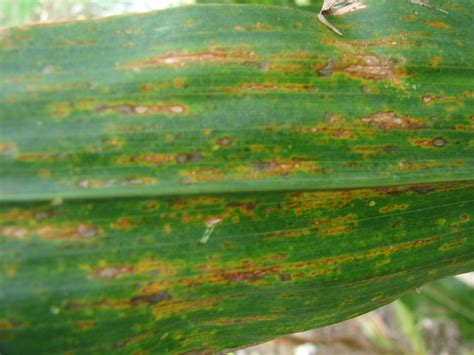 New records of Bipolaris from Algeria causing leaf spots of corn .